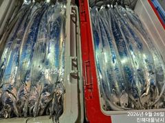 우와~26일새벽,내만칼치 씨알급들 퍼담고 미친듯이물어 초대박~일욜예약가능~