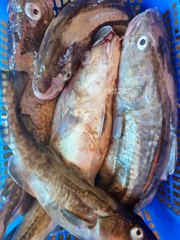 9월26일. 22인승. 고성일광호 대구조황 0108510-2346