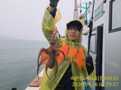 [진해] 문어 비가와도 퍽퍽퍽 비가 안와도 퍽퍽 실시간 좋아요 일요일 출…