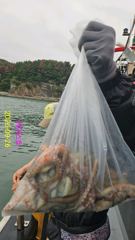 [사천] 돌문어 전원손맛~굳