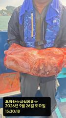 [쭈·갑·문조황]9/26[홍원항영진낚시]lt;시실리호gt;쭈amp;갑출조조황입니다~!!