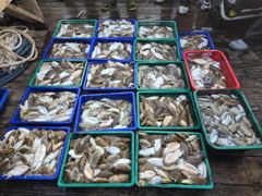 "비바람을 뚫고 최고 기록 경신! 장원 169수 & 117수 대폭발!"