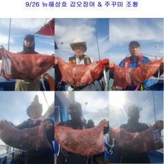 9월 26일 갑오징어 & 주꾸미 조황