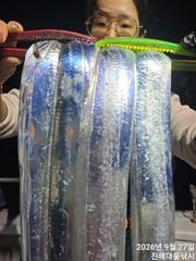 [사천] 9월 26일 야간 돌문어 조황! 오늘 야간에도 출조 확정!!