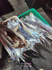 배프로호 갈치 텐빈 조황