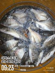 감시 수중전~ (실시간) 마릿수 퍽퍽퍽~