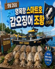 9월26일 영목항 스마트호 갑오징어 조황입니다.