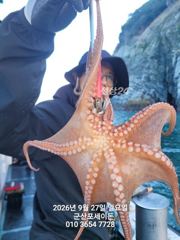 26일, 군산문어 덩치급문어들~계속이어지고있어요~실시간~군산낚시프라자 포세이돈호