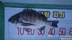 1  (어초여밭) 감성돔4짜4짜4짜4짜외 4대돔들 1
