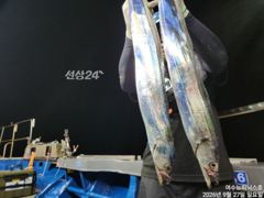 [여수,광양] <여수뉴피닉스호> 9월27일 갈치조황입니다. 궂은날씨에도 갈치는…