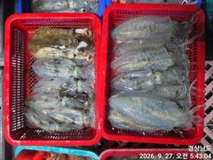 (무늬오징어)전투~원도권 고구마 전후 퍽퍽~고잉메리호(오늘 예약)