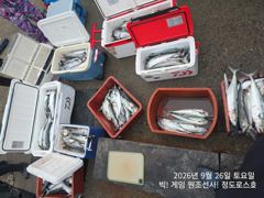 대삼치/중삼치/대고시 & 무늬오징어 팁런조황! (월/화/수-모집중!)