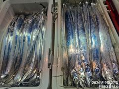 [진해] 27일새벽,내만칼치~3지까지 텐빈1타1피 폭풍입질 퍼담고~일,월…