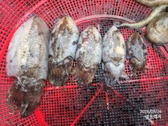 [통영] 경동레저(신광) 선외기낚시 감성돔 갑오징어 조과