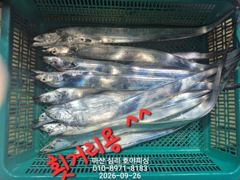 내만갈치 사이즈 마리수 굿굿!!! 낚낚GOGO~