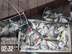 [통영] 감성도~ 전원손맛 ,마릿수 싸이즈도 커져갑니다