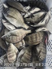 09.27 [부산] 포인트호 농어, 부시리, 벵에돔 조황