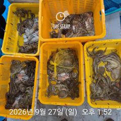 씨알 좋은 유신호 문어!