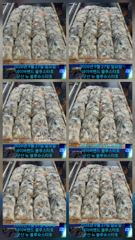 26시즌 9월 27일 군산 뉴 블루스타호 쭈꾸미 25일차 사리물때 마리수 기본 조황.