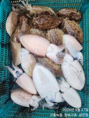 고흥장보고호 선상낚시 조황