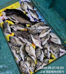 [고성] 고성 대포레저선외기 흘림조황 입니다.
