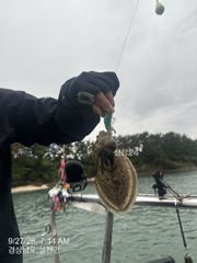 오늘 갑오징어 장원 43수 내일은 선박점검및 주유로 하루 휴항하고 화요일부터 달립니다 자리여유 많습니다 사진