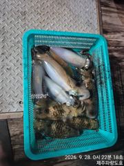 9/27일 팁런조황입니다