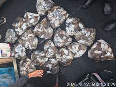 27일 군산킹마린호 100갑조황 30일자리여유