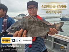 [부산] 감성돔선상! 42cm감성돔외 마리수