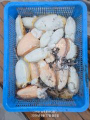 내일 갑오징어 출조 합니다(선비:7만원..14자리 여유 있습니다)