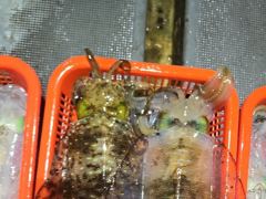 무늬 오징어] 1.31g 1.19g 무시급으로 마릿수 좋고 3자리수 총120수 (화 수 목 금 토 일 예약가능)