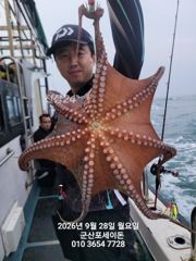 27일, 군산문어 싸이즈 좋은 덩치급 문어들~이어지있어요~실시간~군산낚시프라자 포세이돈호