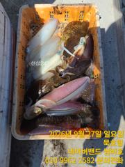 [동해,삼척] 묵호항 무늬오징어