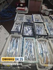 [진해] [갈치/텐빈/텐야]28일 입항조황~굵은씨알부터~잔씨알까지[화.수…
