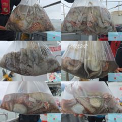 [사천] 27일)문어 2키로 키로, 중치급 조황 씨알 좋습니다.