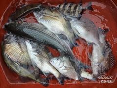 [통영] 경동레저(신광) 선외기낚시 흘림찌낚시 감성돔 조과