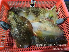 [통영] 무늬/팁런,,국도&좌사리도 덩치급 씨알,,~~