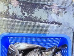 오스타호 26.09.28 조업조황^^