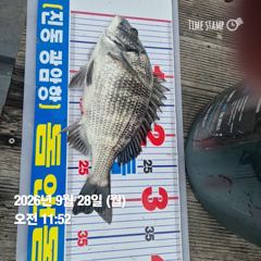 [마산] 돔앤돔호 오늘조황.연일 호조황이네요.