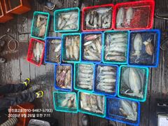 만진2호 팁런 조황 9/26