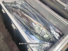 (왕갈치)도끼입질 3지4지 외 大삼치까지 쾅쾅~동양호(29일 예약)