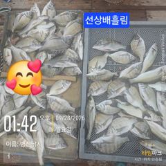 [고성] 병산 감성돔 35외 마리수 농어 숭어 선상배&선외기흘림