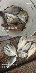 거제 ( 어구 일성호 ) 감성돔 참돔 ! 전마선 조황
