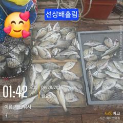 병산 감성돔35외 마리수 농어 숭어 선상배&선외기흘림조황~~