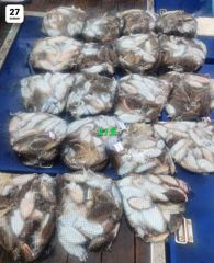 27일 군산k1호 갑오징어 드르~륵!! 오늘도 ! "물"들어올때 ~ 노젖어라 ! 말하면 뭐헤요 ~ 오늘도 힘들어 죽겠다. 갑오징어! 갑돌이! 갑돌이! 보따리 ! 보따리 ! 보따리 ! 모두들 먹물 한자루씩 옆구리 차고 GO! .GO! Go~ ● 9/28(월)갑오징어:자리여유 ☆ 누구나 "대박찬스" ☆ ☆ 쭈,갑 본격적 사진