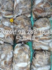 28일, 군산 갑오징어 본격시즌~오늘 나오고 있어요~9명~빵빵한 망탱이 대박조황~군산낚시프라자 나드리호