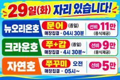 <크라운호> 갑오징어 굿!~조황(28일)-내일자리있습니다