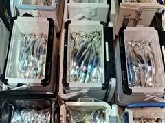 내만갈치,점점굵어진 씨알 손맛최고 오늘출항 화,수,목,금,토,일,쭉 예약가능/준내만갈치,오늘출항 화,수,목,금,토,일,쭉 예약가능