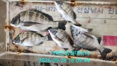 [부산] 가덕천성진양 감성돔 좌대조황 260928 월 사진