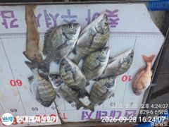 [통영] 통영현대레저)부부조사님 대박친날 감성돔57마리